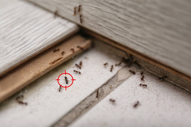 Best Bed Bug Extermination  in Sebewaing, MI