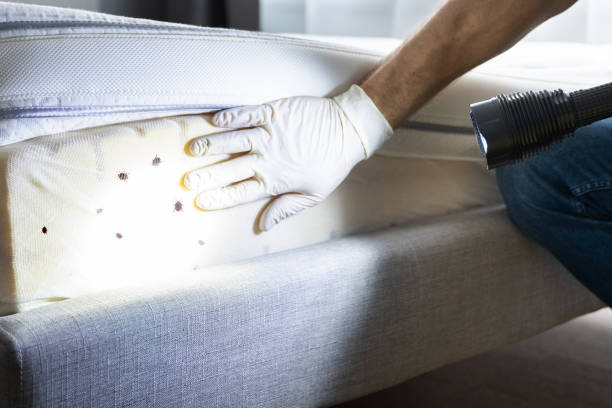 Best Mosquito Control Services  in Sebewaing, MI