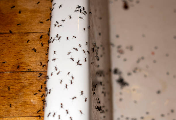 Best Wildlife Control Services  in Sebewaing, MI
