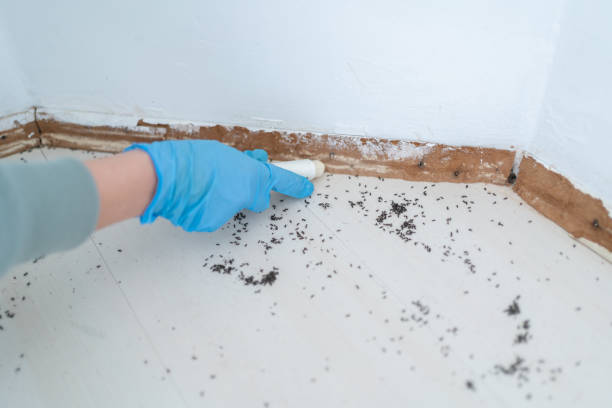 Best Bed Bug Extermination  in Sebewaing, MI