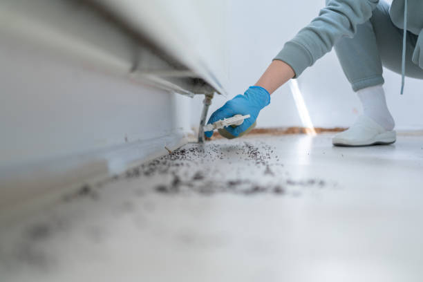 Best Ant Control Services  in Sebewaing, MI